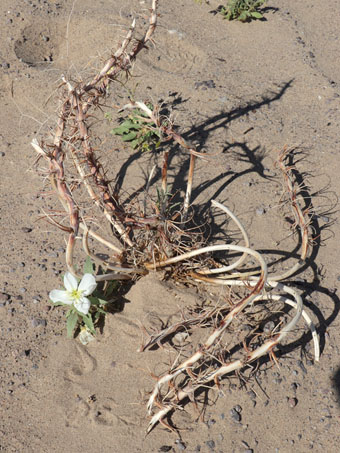 Dune Evening-Primrose con flores que crecen entre los tallos secos de otra planta de la especie