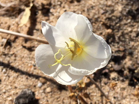 la flor de Dune Evening-Primrose