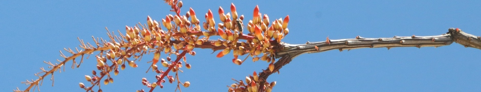 Old and new Ocotillo inflorescences