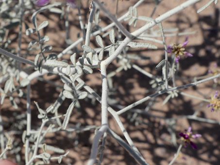 hojas y unas flores de Emory Dye Bush