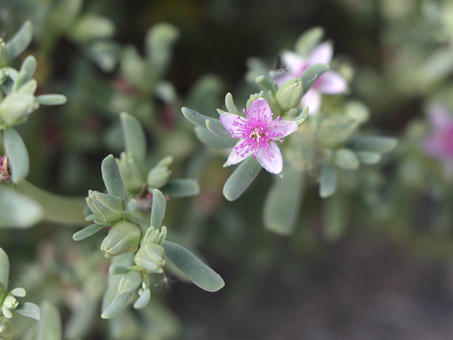 Flower of Western Sea-purslane
