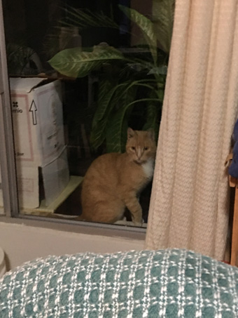 stray cat in window