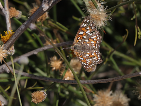 Baja California metalmark butterfly