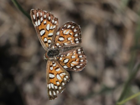 Baja California metalmark butterfly