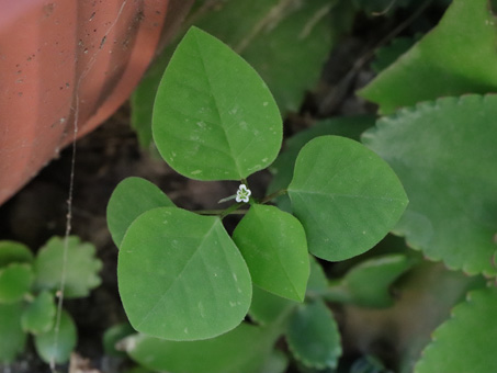 hojas y flor de Euphorbia graminea