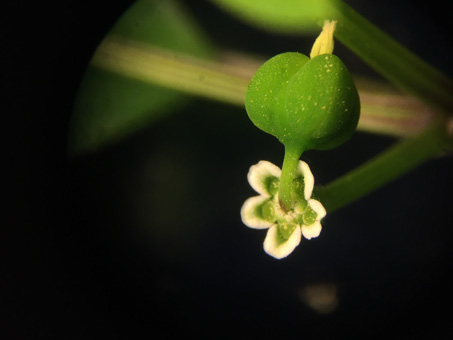 Flor de Euphorbia graminea