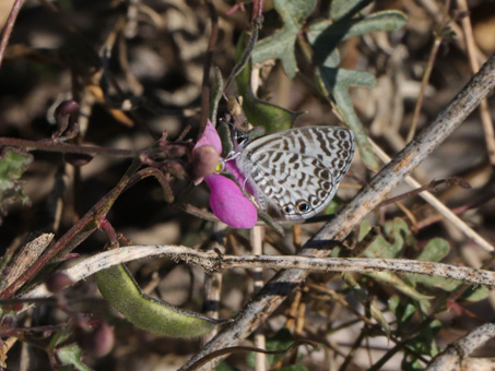 Mariposa Blanquiazul de Baja California