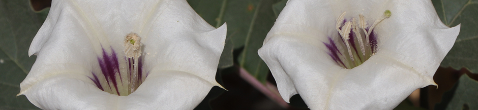 flores de Datura discolor (Toloache)