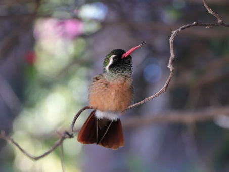 Male Xantus hummingbird