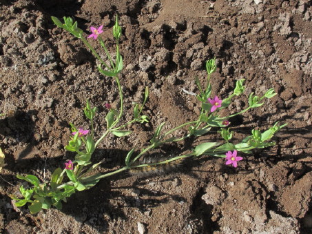 Centaurium capensis growth habit