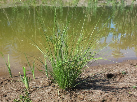 Growth habit of Cyperus elegans