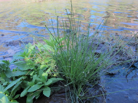 Eleocharis growing in river