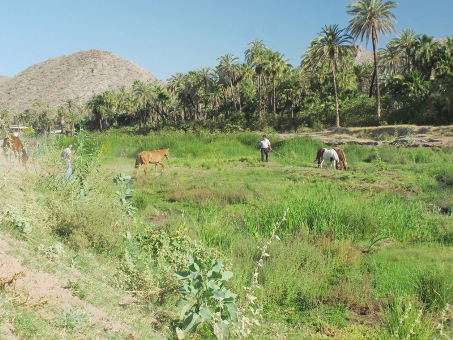 Livestock drinking in wetlands