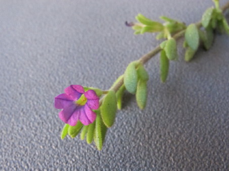 Flor de Petunia parviflora