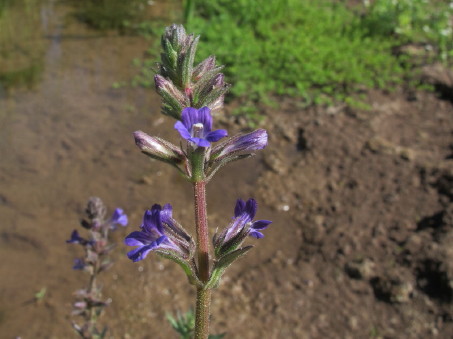 Closeup of Stemodia flowers