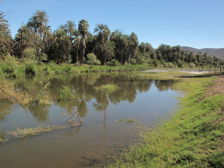 Mulege River 