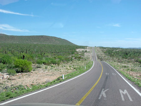 Vizcaino Desert vegetation