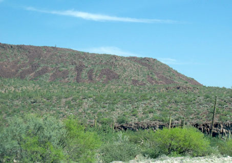 Vizcaino Desert vegetation