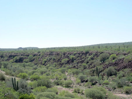 Vizcaino Desert vegetation near San Ignacio
