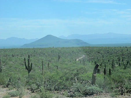 Vizcaino Desert vegetation near San Ignacio