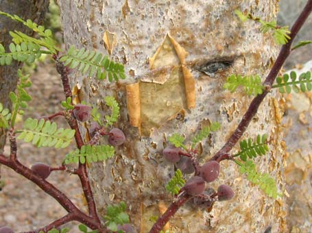 Leaves and bark of Bursera microphylla