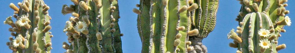 Cardon cactus buds and flowers