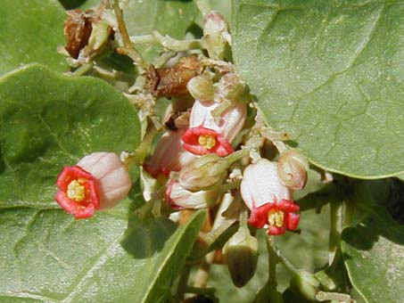 Flowers of Jatropha cinerea
