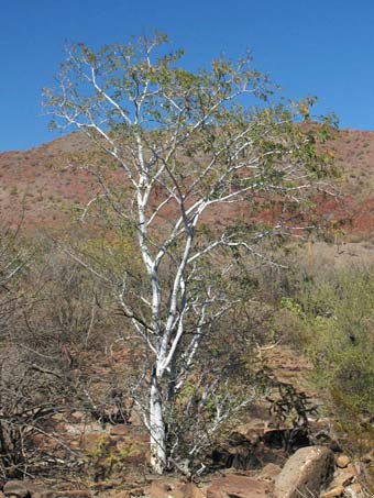 Palo Blanco tree in desert
