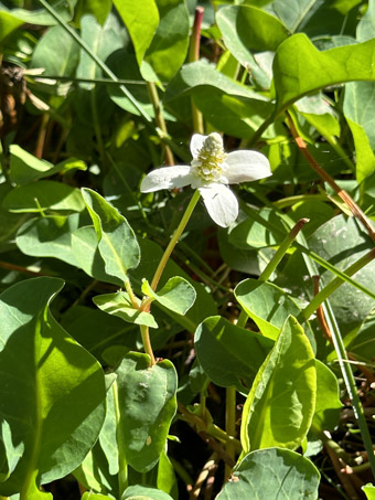 Yerba Mansa planta con flores