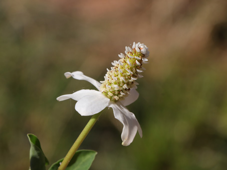 inflorescencia de Anemopsis californica