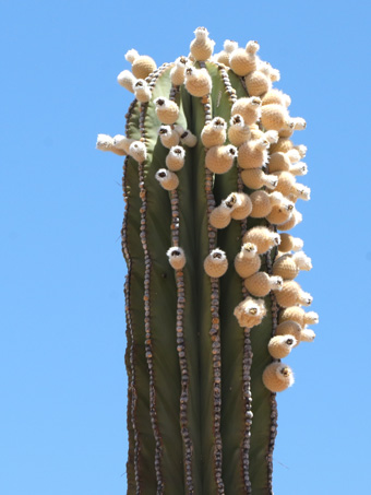 Cardon cactus with fruit