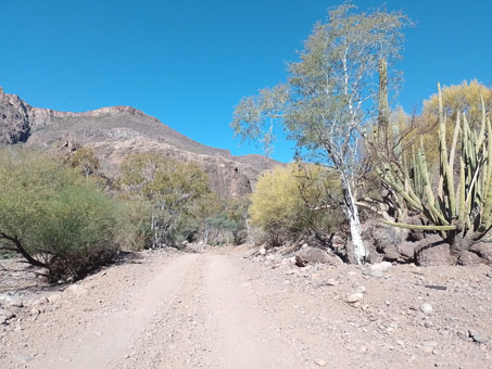 Arroyo desertico cerca de Rancho El Ingerto