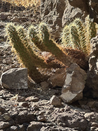 Hedgehog cactus on cliff