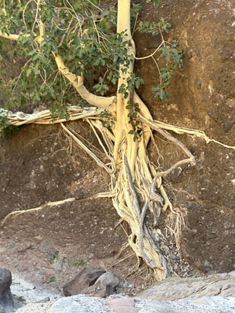 Las raíces del Zalate se fundieron en el acantilado
