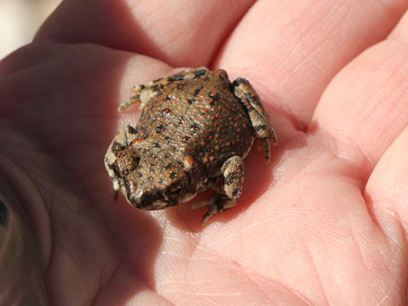 Red-spotted frog