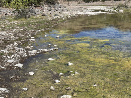 mata de algas en el arroyo