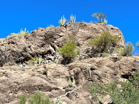 Rocky hillside with cactus