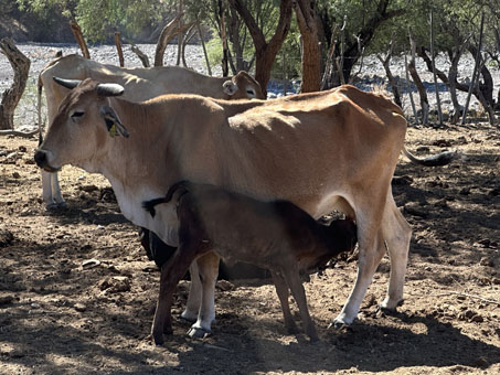 Vacas en el rancho
