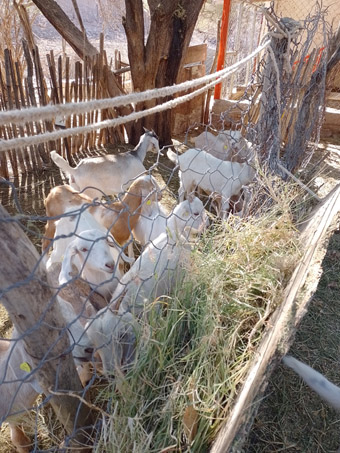 goats at the ranch