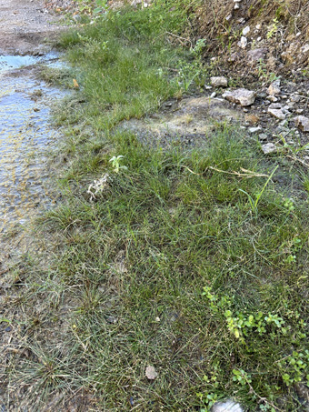 plants at the base of the freshwater seep