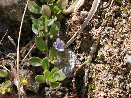 Water-hyssop plant with flower