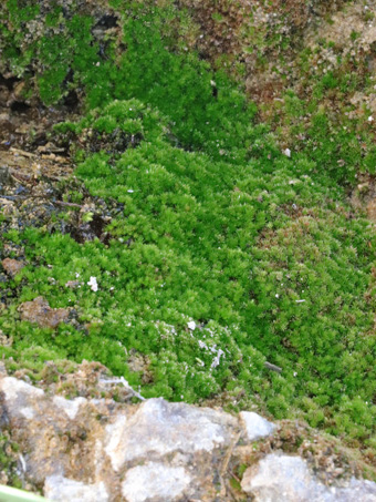 mosses at the base of the freshwater seep