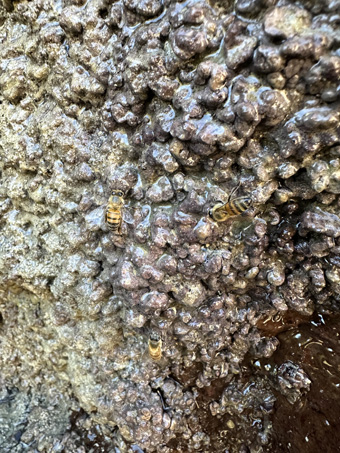bees on surface of the freshwater seep
