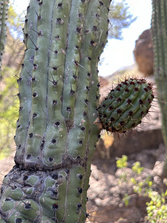 Organpipe cactus stem showing spines
