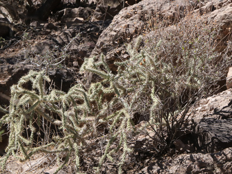 Cholla plant with flowers