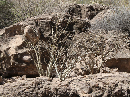 afloramiento rocoso con planta con matacora