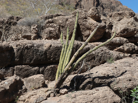 rocky outcrop with Organpipe cactus