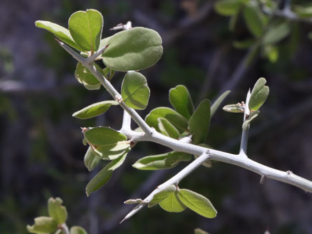 Graythorn branch has spiny tips