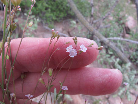 Flores pequenas de Boerhavia