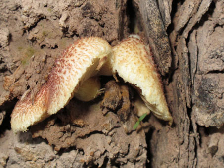 Fungi on date tree